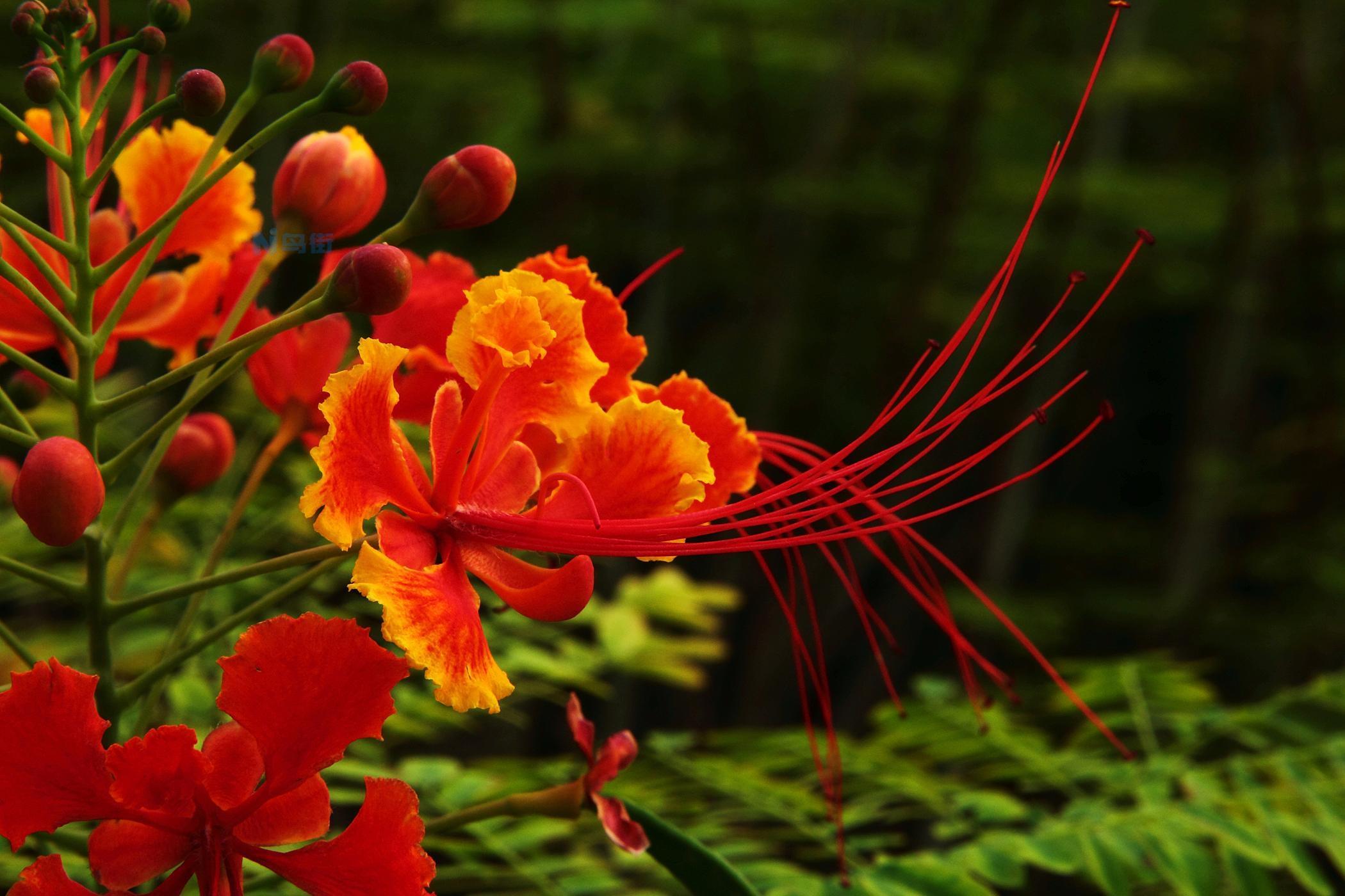 5月7日生日花之亚洲金凤花