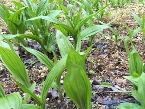 平原地区白芨人工栽种管理技术要点 白芨养殖方法