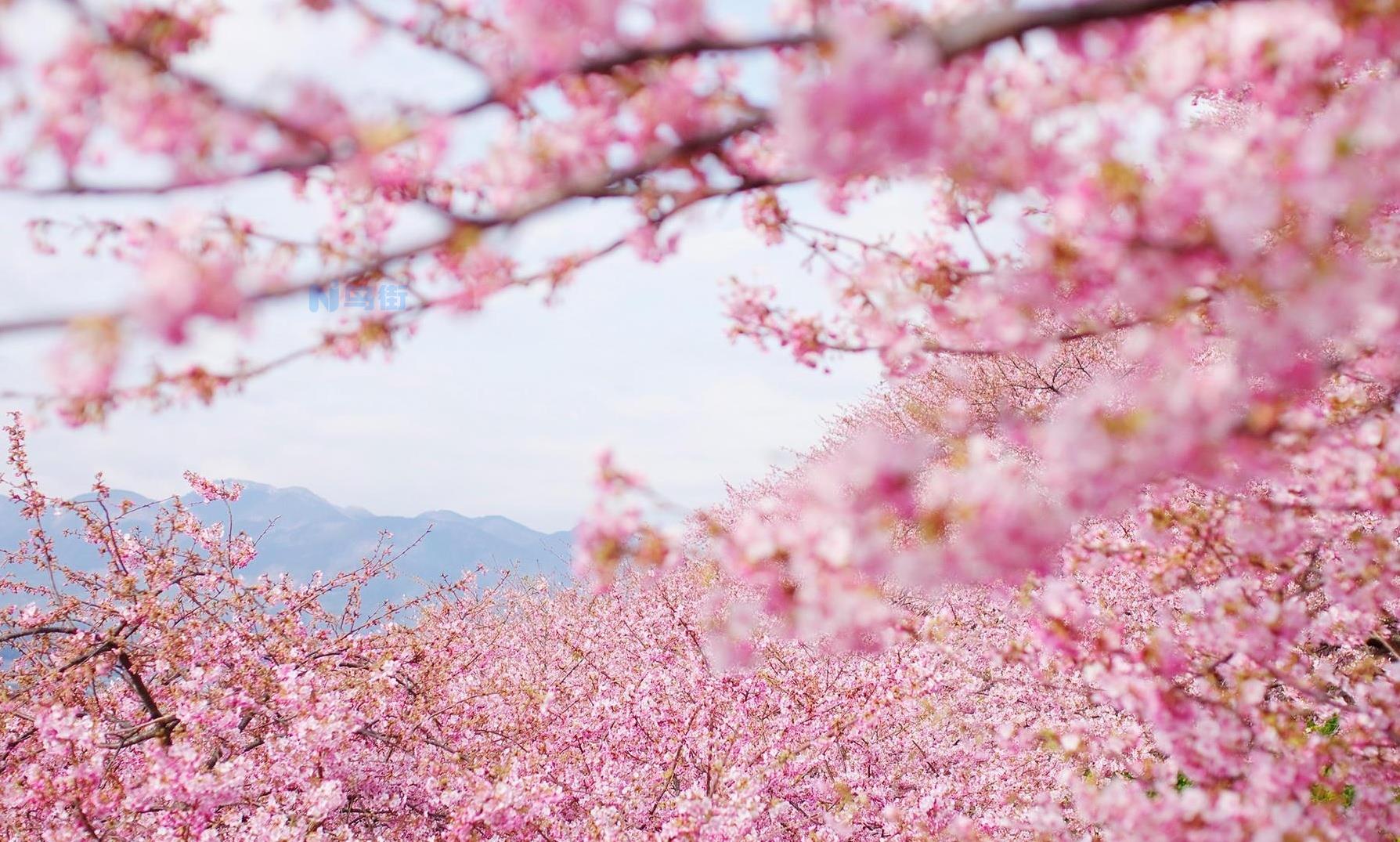 日本的国花是什么花？樱花