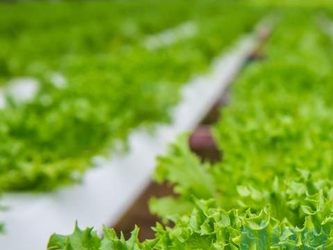 生菜温室栽培的育苗 生菜冬养殖技巧简介