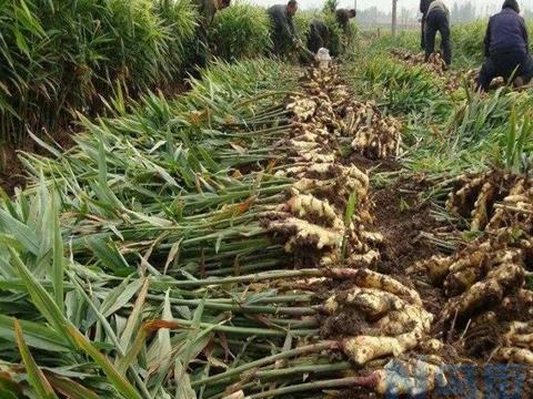 生姜优质高产栽培新技术 生姜生长过程光照应该怎么调整