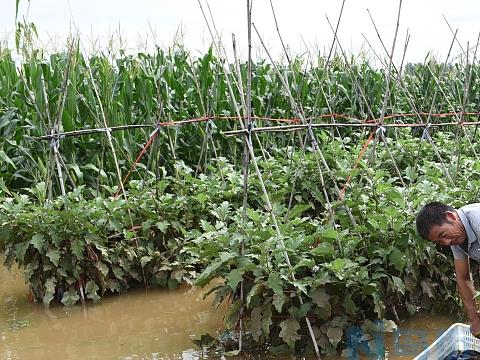 茶叶生产应对台风暴雨洪涝的方法 防治技巧总结