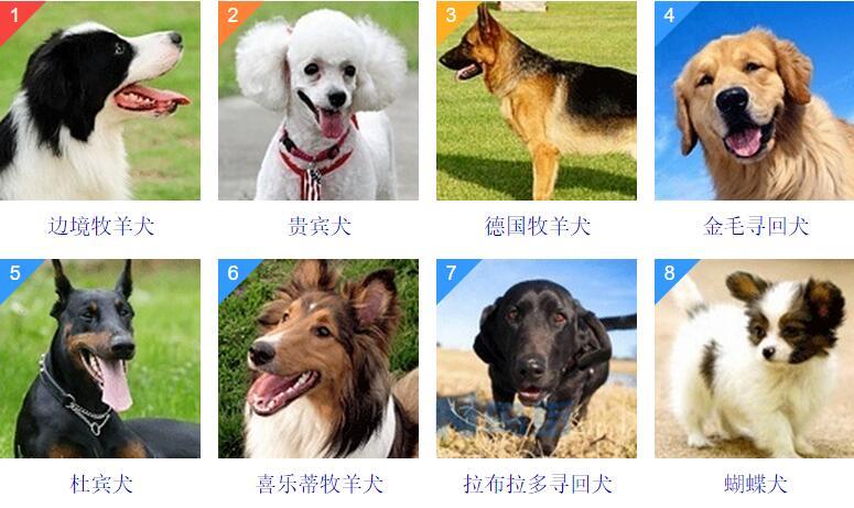 狗狗智商也能练出来 教你训练巴吉度犬的智商