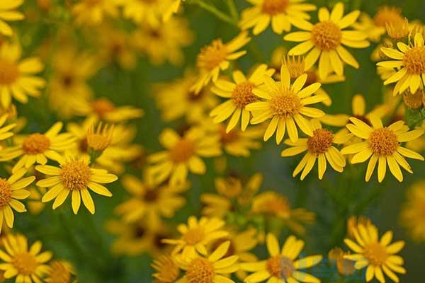 8月9日生日花之泽菊，生日花语信仰