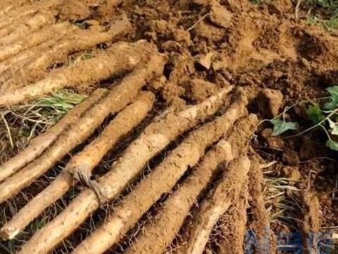 麻山药高产栽培技术 山药怎么养殖比较好