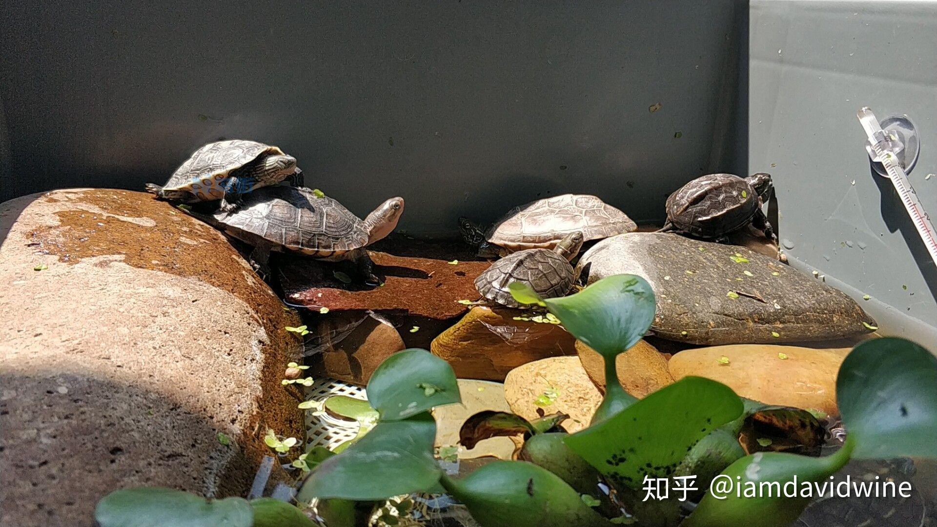 乌龟室内、室外饲养环境及换水清洁水槽的方法