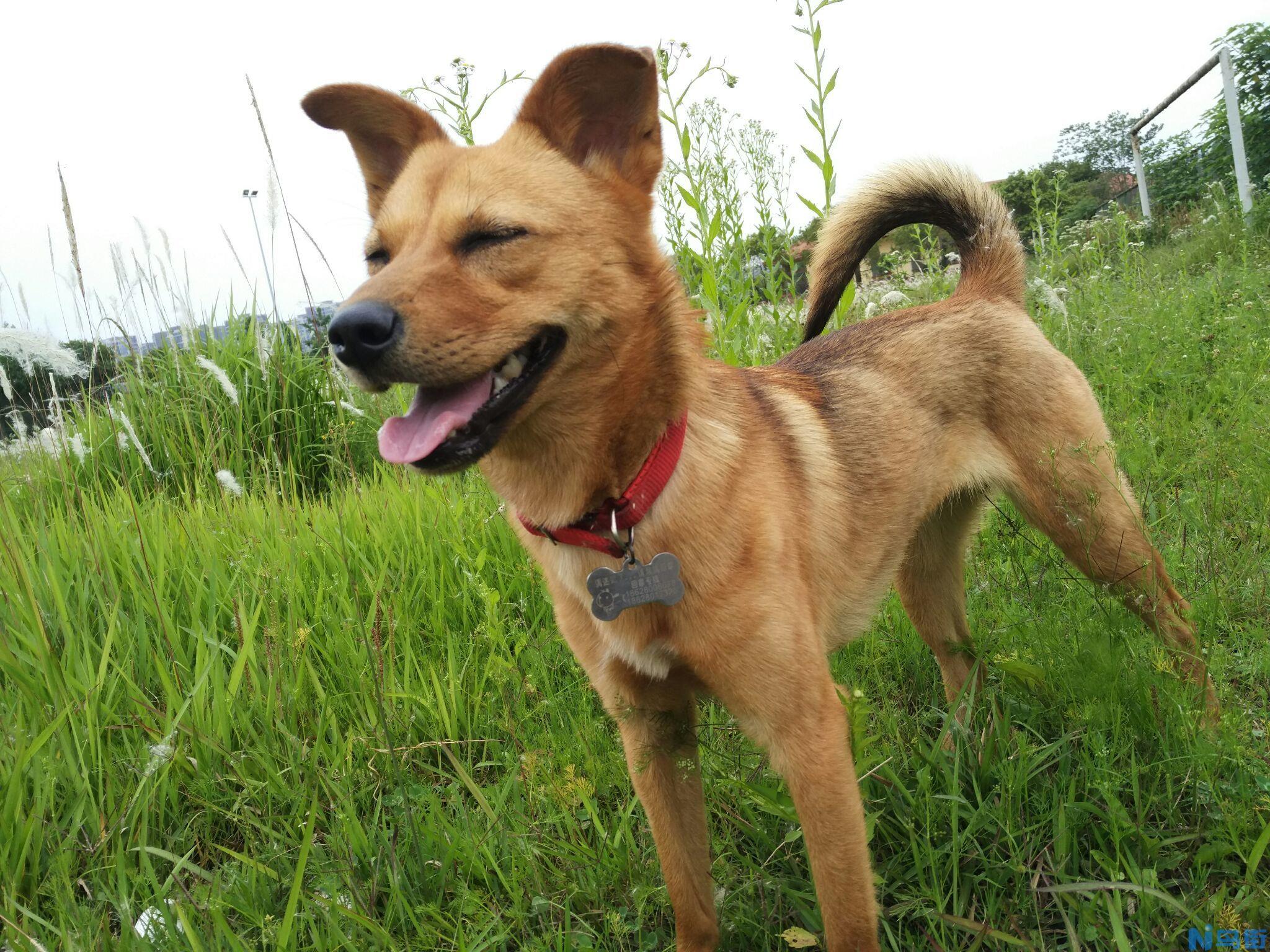 中华田园犬多少钱