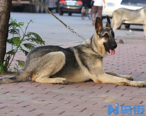 狼青犬怎么饲养？狼青犬饲养三大方法介绍