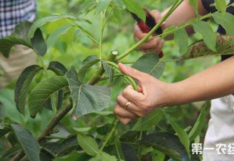 密植核桃园树形培养及修剪 核桃树养殖方法