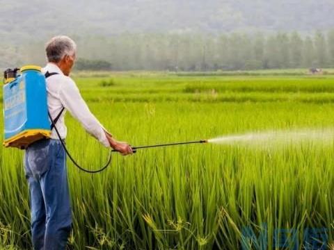 早稻种子消毒技巧 稻田怎么除草