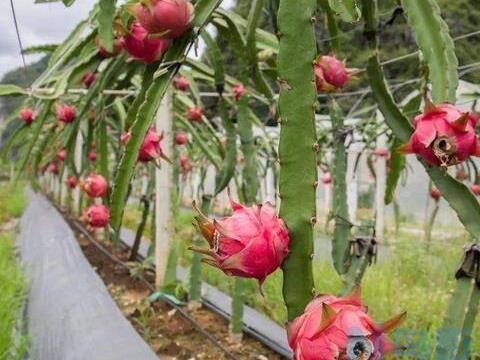 北方地区温室大棚火龙果种植管理要点 火龙果生长条件