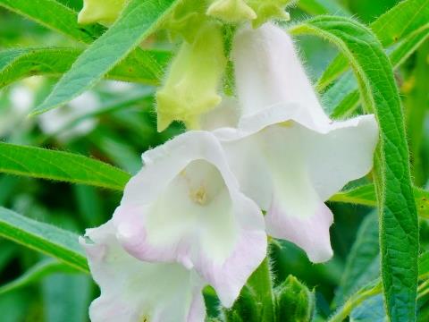 芝麻结蒴期的管理技巧 芝麻养护方法