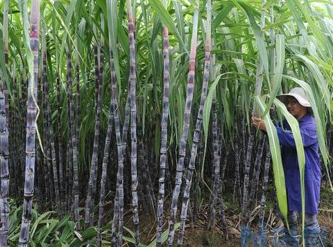 高粱甘蔗种植管理技术 高粱甘蔗生长需要什么条件