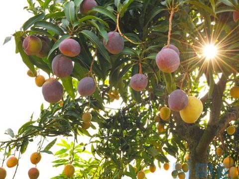 5月芒果高产优质管理 芒果养殖需要注意哪些问题