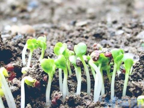 萝卜芽栽培技术 萝卜芽怎么养殖