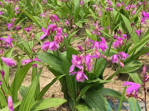 白芨的高效栽培技术 白芨怎么生长比较好