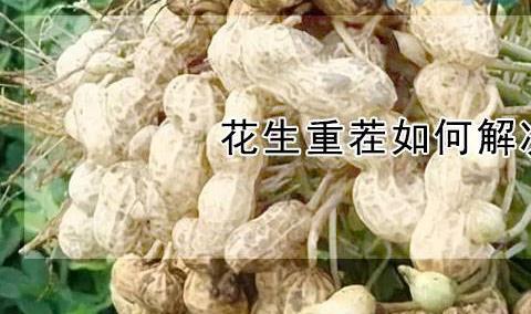 花生重茬影响及解决措施 花生应该怎么养殖