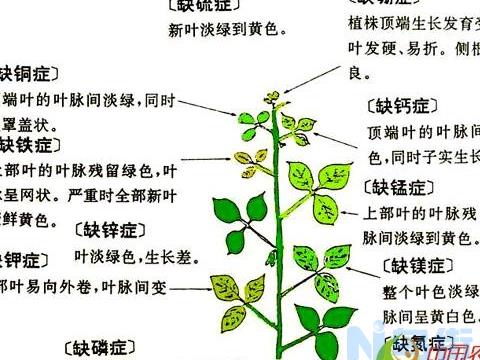 果树种植常见的缺素症 治疗方法有哪些