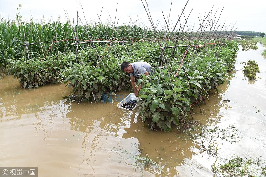 茶叶生产应对台风暴雨洪涝防灾减灾 茶叶洪涝防治方法