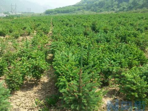 高寒地区云杉种子繁殖方法 播种育苗技术总结