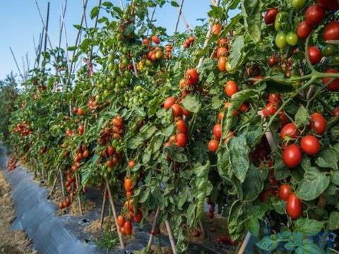 圣女果种植最佳时间 种植期间的管理方法