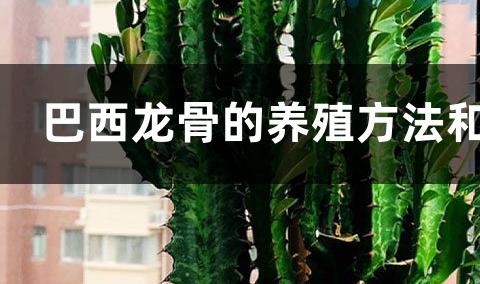 巴西龙骨的养殖方法