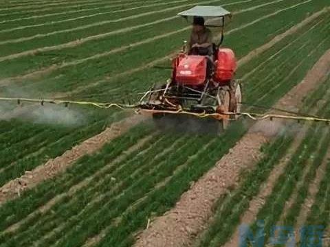 小麦打除草剂时间及注意事项 小麦应该怎么除草