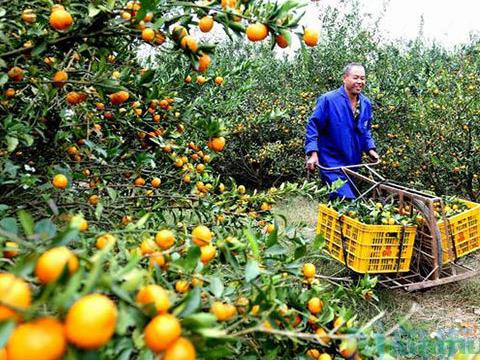 立夏后的果树应该怎么管理 果树养殖技巧总结