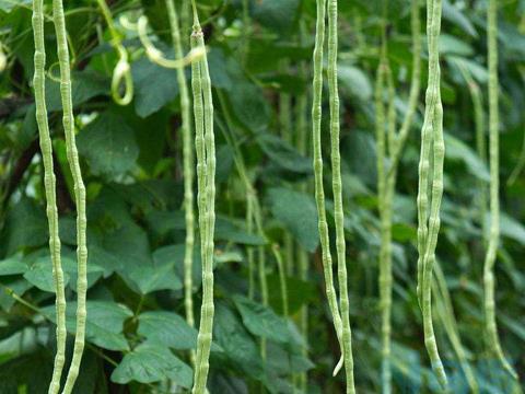 豇豆生长习性 豇豆怎么种植