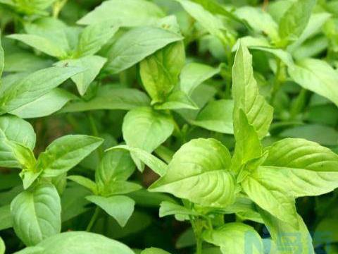 荆芥的种植时间 荆芥怎么播种好