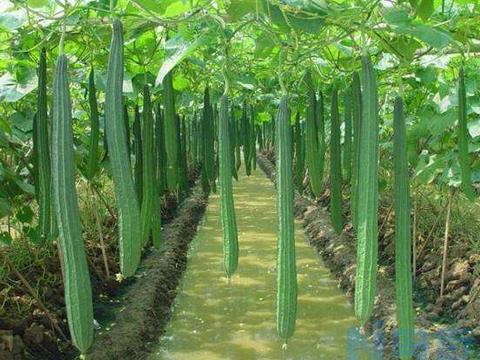 露地丝瓜高产栽培技术 丝瓜种植要注意什么