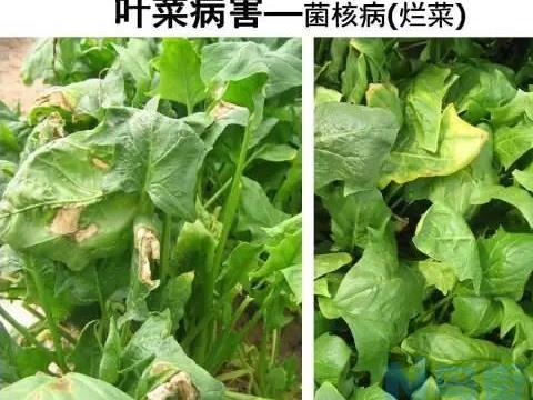 立夏后的蔬菜农事注意事项 病虫害如何防治