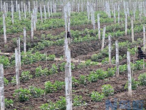 葡萄秋施基肥常见的误区 施肥技巧总结