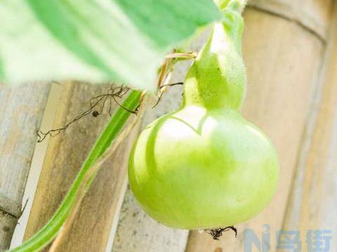 葫芦田间管理技术 葫芦养殖技巧总结