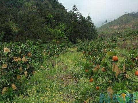 柑橘树遭遇洪涝会有哪些影响 有何应对措施