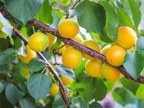 杏树需要掌握的种植技巧有哪些 杏树应该怎么种植