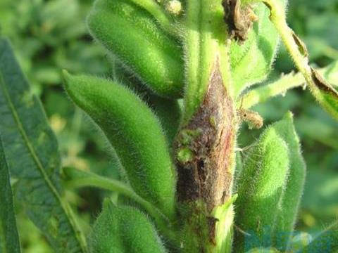 芝麻茎点枯病发病症状 有哪些防治措施