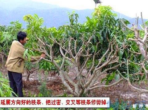 芒果幼树整形修剪技术方法 芒果种植需要修剪吗