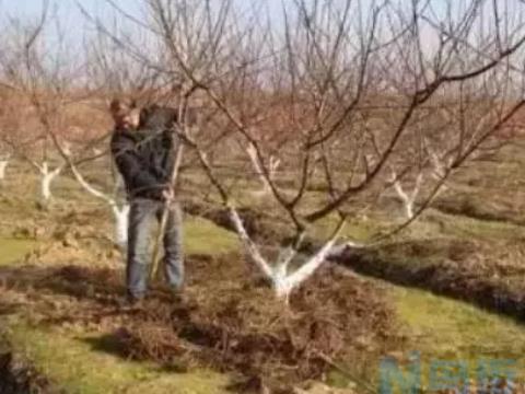 果树根外追肥的好处 果树施肥方法有哪些