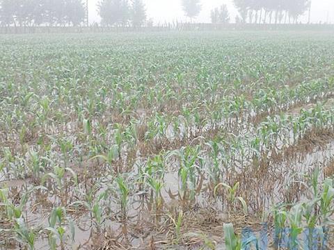 玉米苗期遇到连续的降雨天气怎么办 玉米养殖方法总结