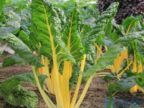 甜菜种植技术讲解 甜菜生长需要什么条件