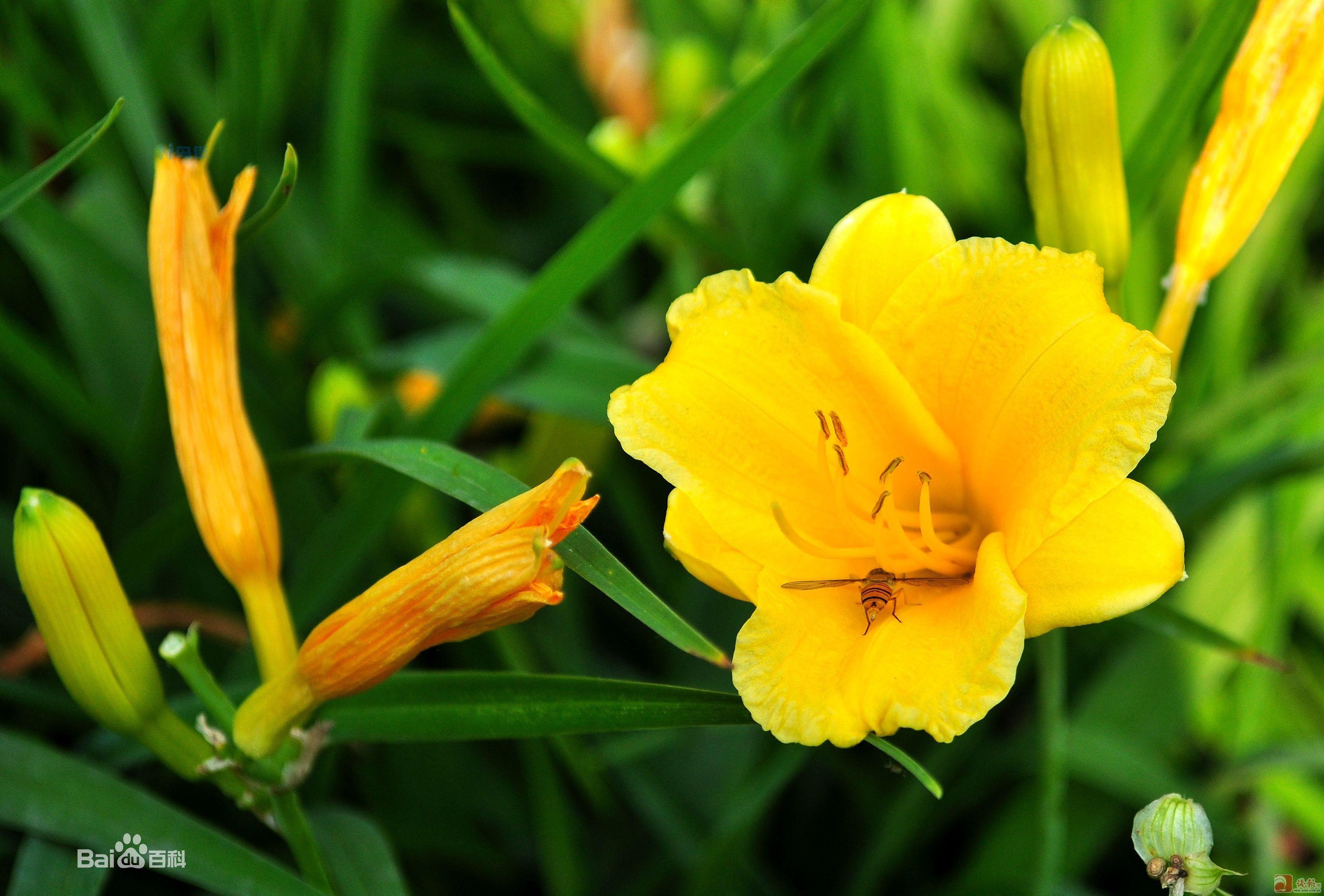 旱地可以种黄花菜吗 种植黄花菜技术要点