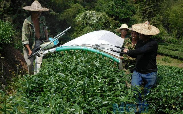 立夏茶园农事管理要点 茶园应该怎么浇水施肥