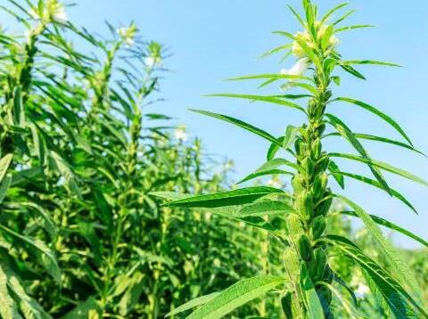 芝麻打顶有什么好处 植物生长调节剂能否代替人工打顶