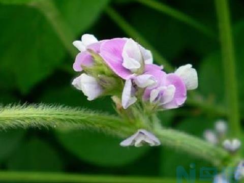 大豆花期管理要点 大豆应该怎么施肥