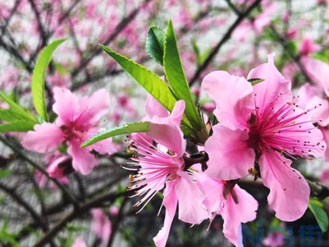 桃树疏花疏果技术 桃树花期需要注意什么