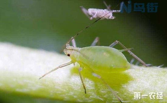 土豆蚜虫的危害症状 防治方法总结