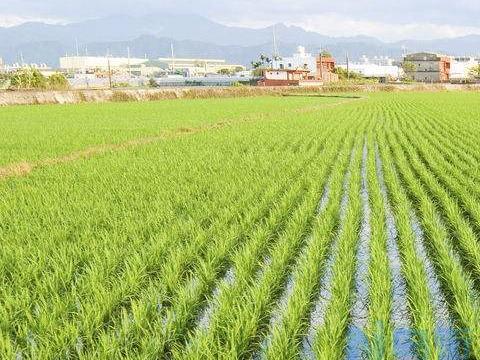 水稻优化种植技术要点 水稻应该怎么养殖