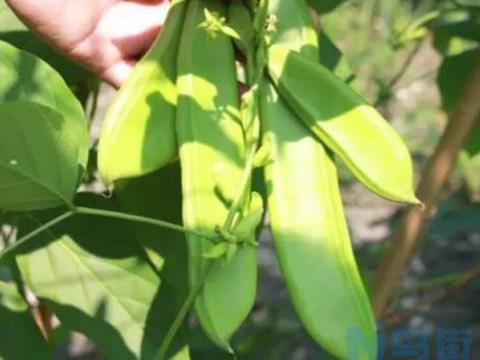 刀豆高效种植管理技术要点 刀豆生长需要什么条件