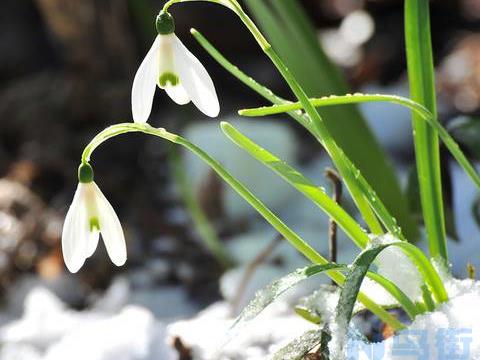 雪滴花花语 雪滴花传说